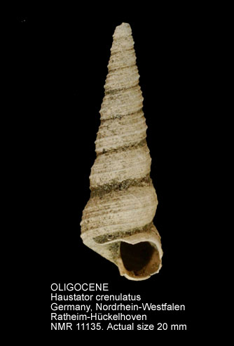 OLIGOCENE Haustator crenulatus.jpg - OLIGOCENE Haustator crenulatus (Nyst,1845)